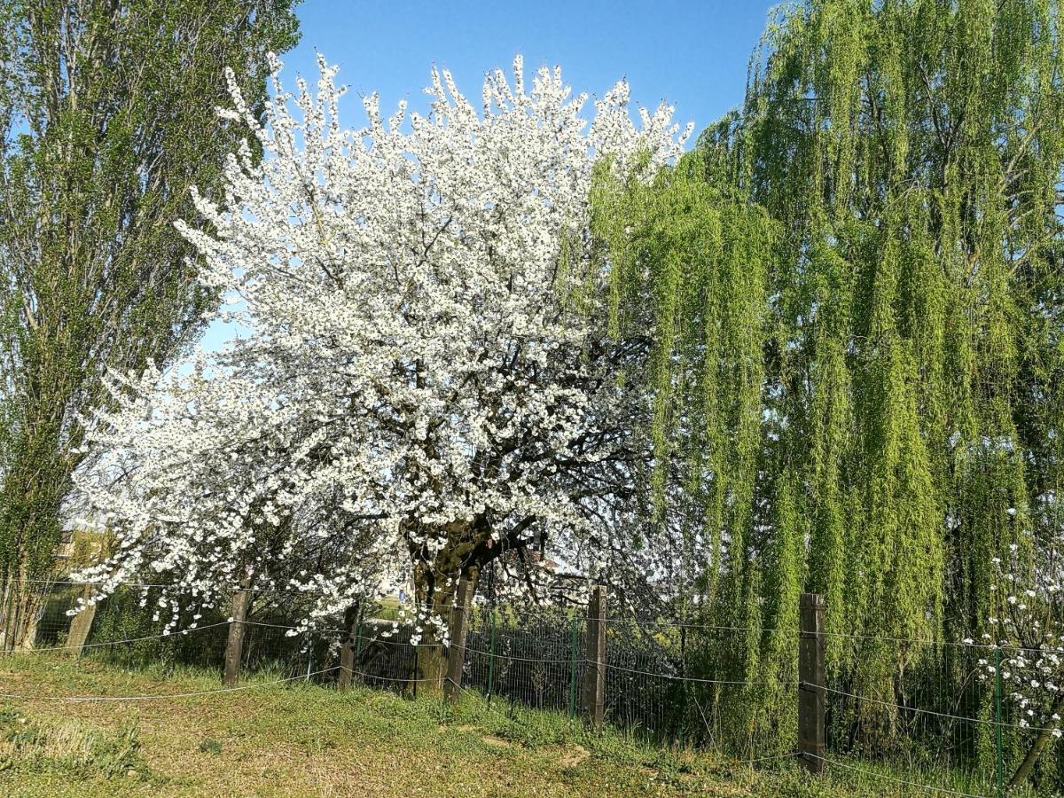 Campitello  Corte Ventaglio מראה חיצוני תמונה